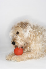 Dog playing with red ball.