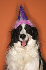 dog wearing party hat.