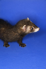 brown ferret.