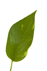Obraz premium leaf