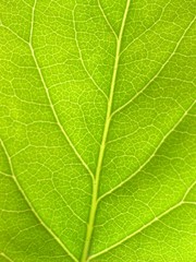 leaf background