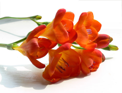 freesias a many