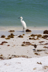 snowy egret