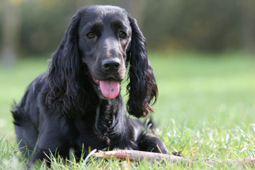 black english cocker spaniel
