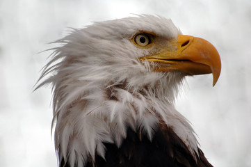 bald eagle in alaska