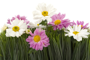 colorful daisies