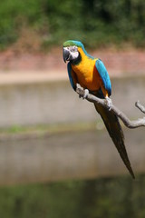 ara sitting on a branch