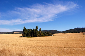 wheat field near spokane, washington