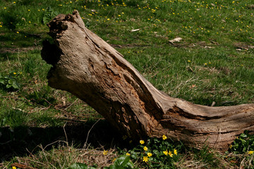 fallen tree trunk