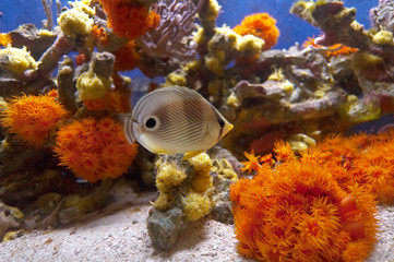 fish among corals