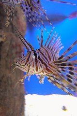 Obraz na płótnie Canvas lionfish up close