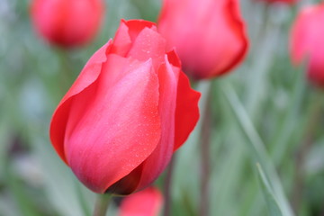 rote tulpe