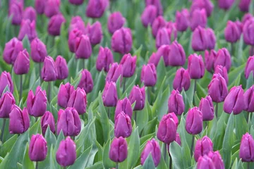 Poster de jardin Tulipe hintergrund tulpe
