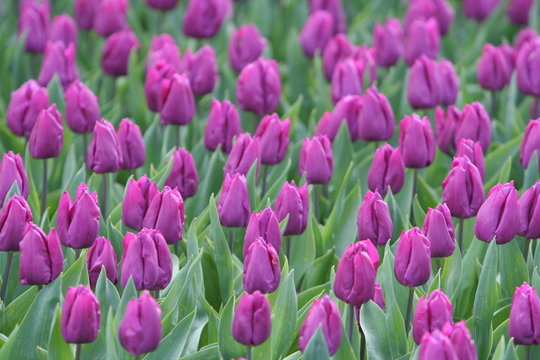 hintergrund tulpe