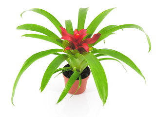 plante à fleur rouge guzmania