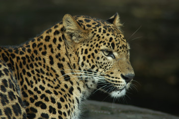 Obraz na płótnie Canvas sri lanka leopard