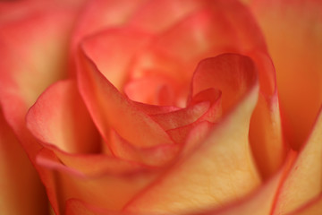 lachsfarbene rose