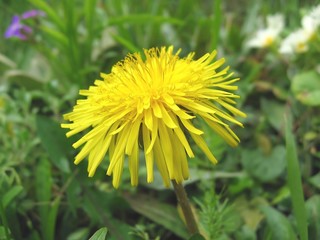 dandelion