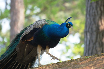 Obraz premium paon gambadant