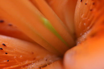 geheimnis einer blüte © Konstanze Gruber