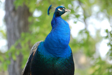 Obraz premium classe paon