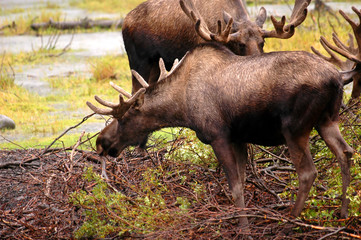 moose eating a meal in alaska