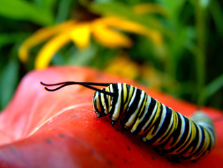 monarch caterpillar