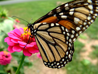 monarch butterfly