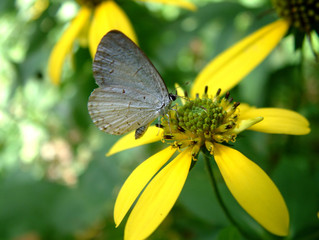 butterfly on a yellow flower