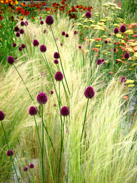 wild grass and plants