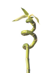 Fototapeta premium bamboo plant