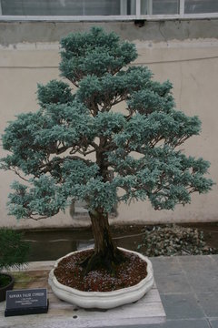 Bonsai Tree