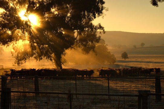 morning cattle