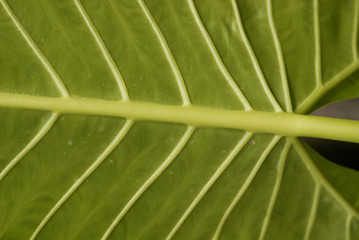 big green leaf
