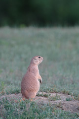 black-tailed prairie dog