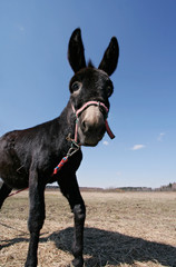play-donkey