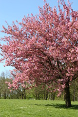 Fototapeta premium üppig rosa blühender kirschbaum