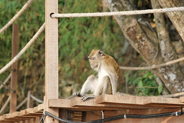 affen auf krabi