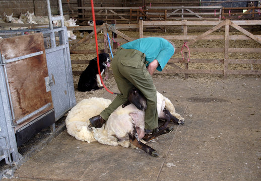 Sheep Shearing