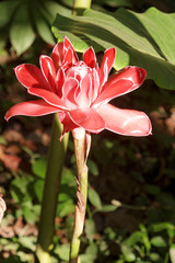 blueten in thailand