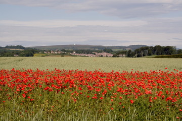poppy, field,