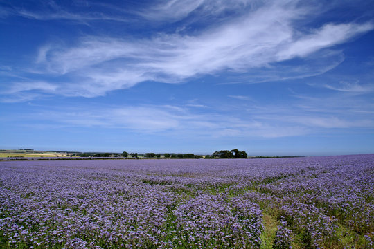 Linseed, Field,