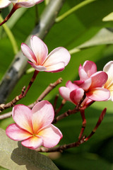 blueten in thailand