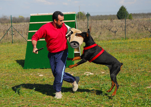 attaque de doberman