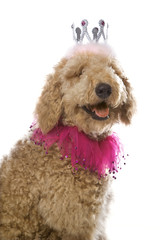 Goldendoodle dog wearing costume. © iofoto