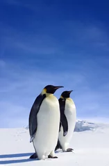 Tableaux ronds sur aluminium Pingouin antarctic wildlife