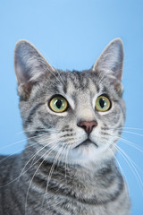 Fototapeta na wymiar Gray striped cat.
