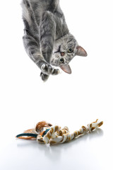Gray striped cat playing upside down. - 2977796