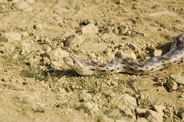pacific gopher snake