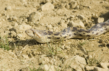 pacific gopher snake